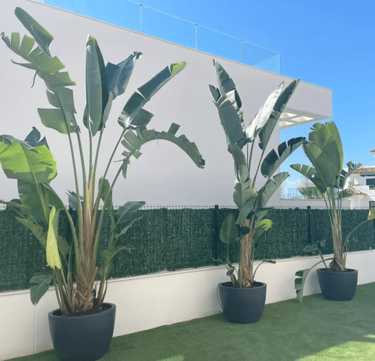 Captura de pantalla 2025-12-25 194226 plataneras en jardin